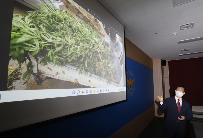 지난 9월 4일, 서울경찰청 마약범죄수사대가 허가받아 재배한 대마를 불법 유통한 일당 등 17명을 검거하고 대마초 29.3kg, 생대마 691주를 압수했다. (사진/뉴시스)