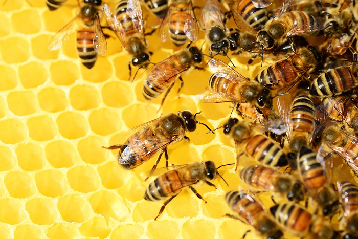 ▲꿀벌 개체 수 감소의 원인으로는 이상기온과 더불어 바이러스가 가장 먼저 꼽히는데 서양종 꿀벌에서는 총 15가지의 바이러스 감염이 보고된 바 있다.