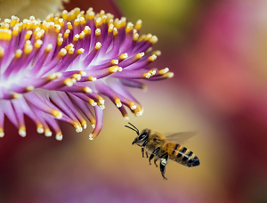 ▲갑작스러운 국내 꿀벌 실종 사건의 원인은 지구 온난화로 인한 이상기후에 무게가 실린다.